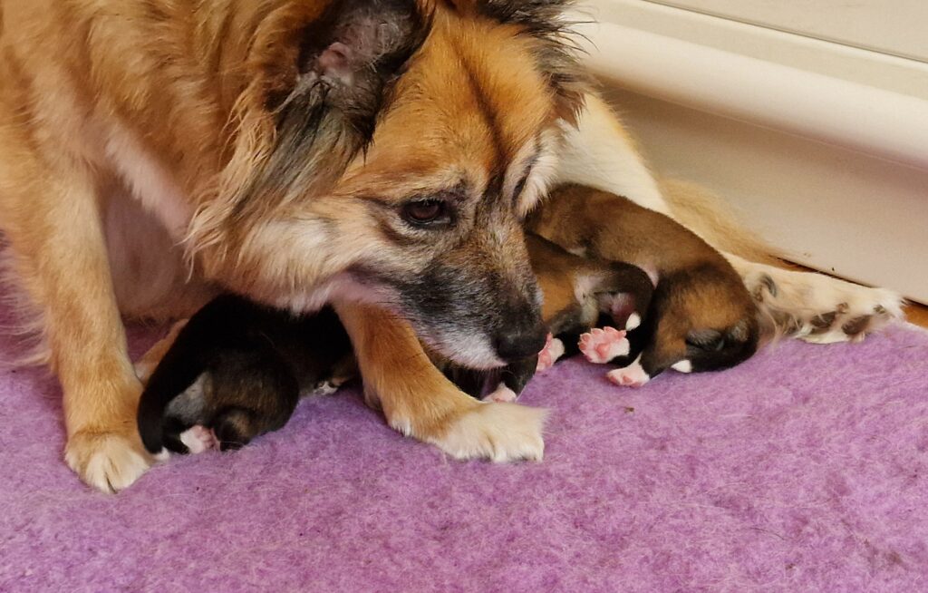 Pups Twirre IJslandse Hond