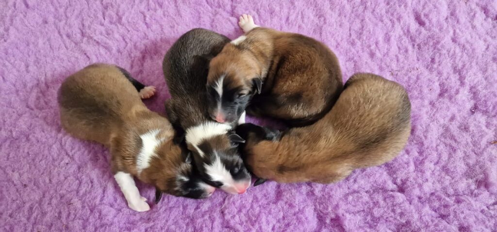 Pups Twirre IJslandse Hond