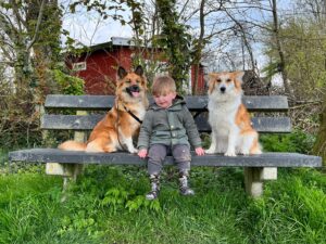 IJslandse Hond Kindervriend