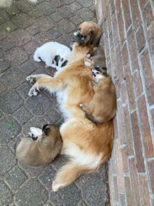 nestje ijslandse honden in Twente