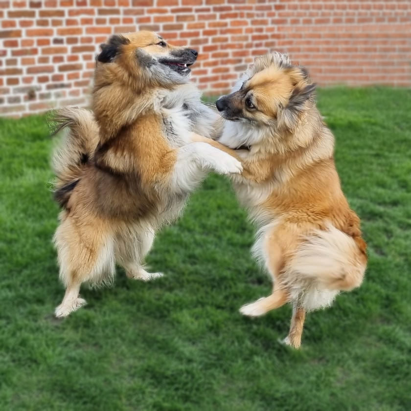 De IJslandse Honden Twirre en Odinn in love. Odinn is samen met zijn zus Skaga Leista geïmporteerd uit Canada een paar jaar geleden. En Twirre is een dochter van onze Miss Bera en Hjalmberi Lokason / Loki, geïmporteerde reu uit the USA. Ze staan garant voor rpachgtige gezonde pupjes met een gouden karakter!