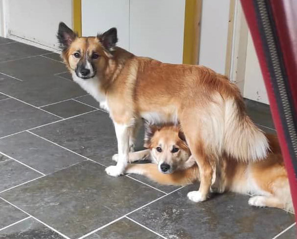 IJslandse Hond moeder dochter liefde