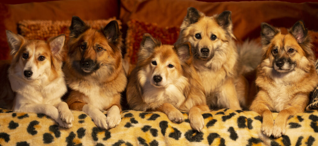 moviestars Icelandic Sheepdogs