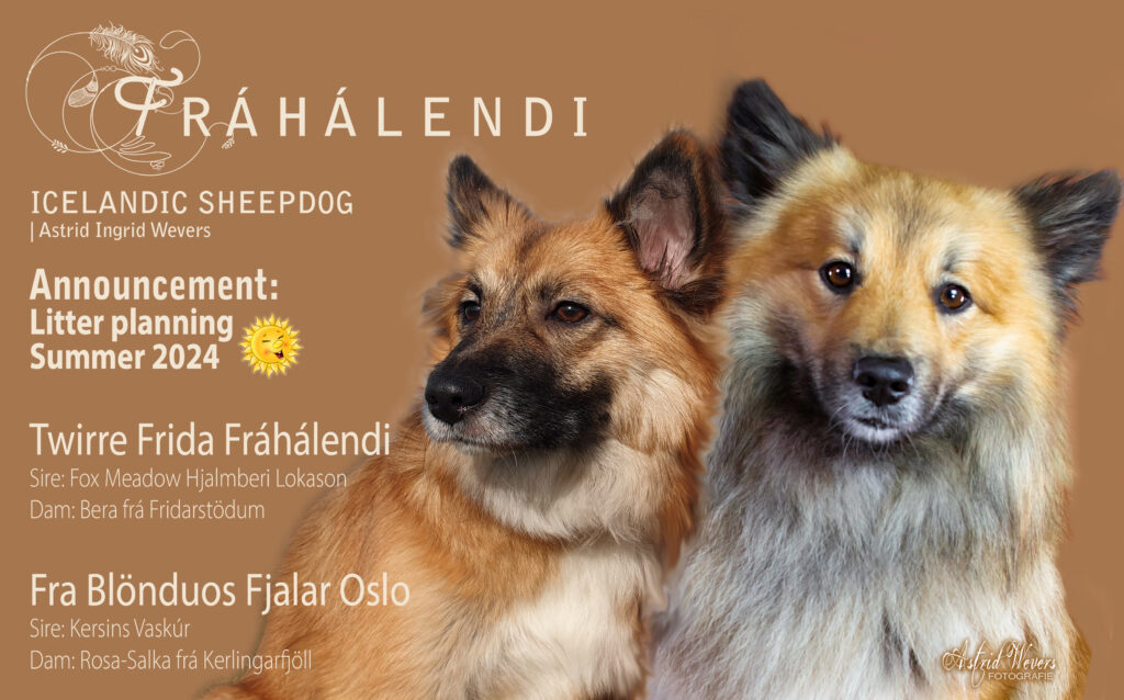 aankondiging nestplanning IJslandse Hond