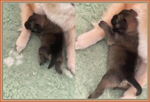 Pupjes Twente collage IJslandse Honden