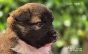 Sindri Smári IJslandse hond pup