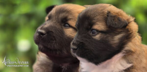 Twee reutjes IJslandse Hond NL