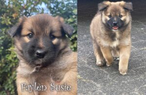 Faylèn Susie IJslandse Hond pup