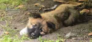 IJslandse Hond Pup Doeke Kraki
