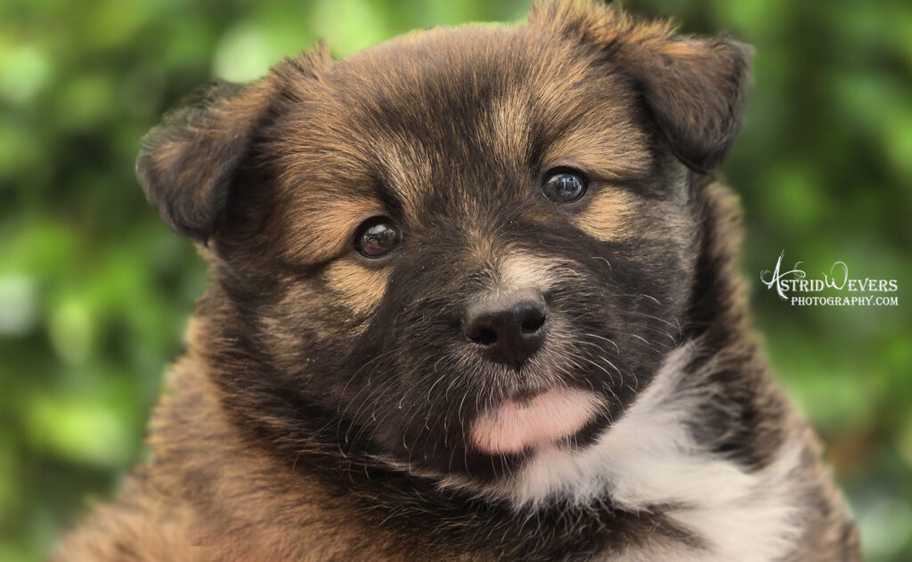 IJslandse Hond NL pups beschikbaar