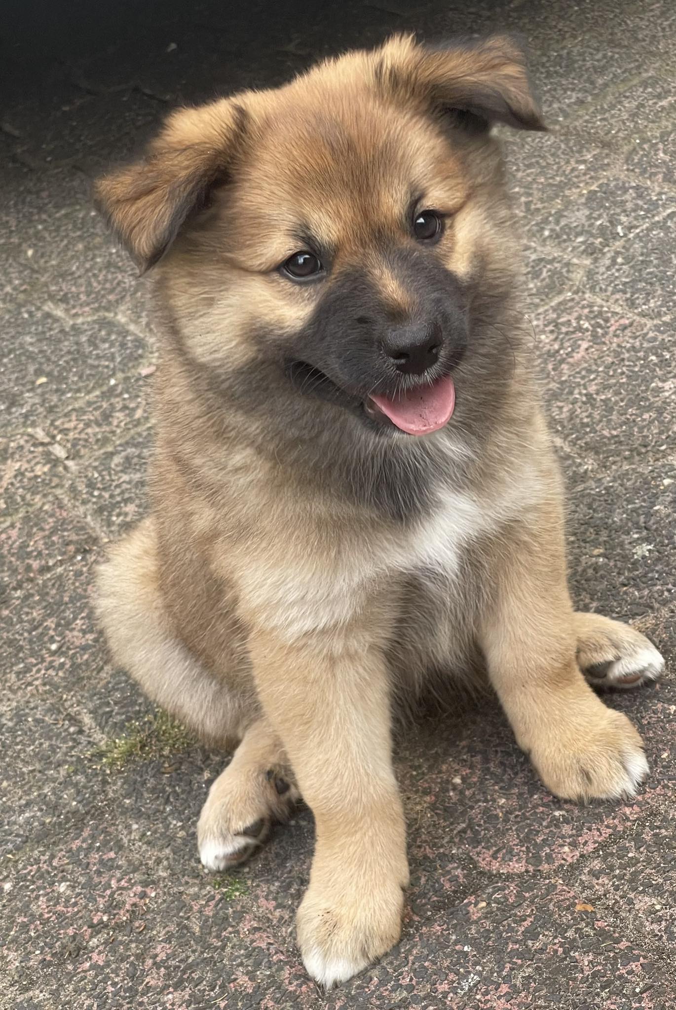 IJslandse Hond Stjarna en pupje 2025