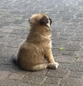 Ik mediteer IJslandse Hond Stjarna en pupje 2025