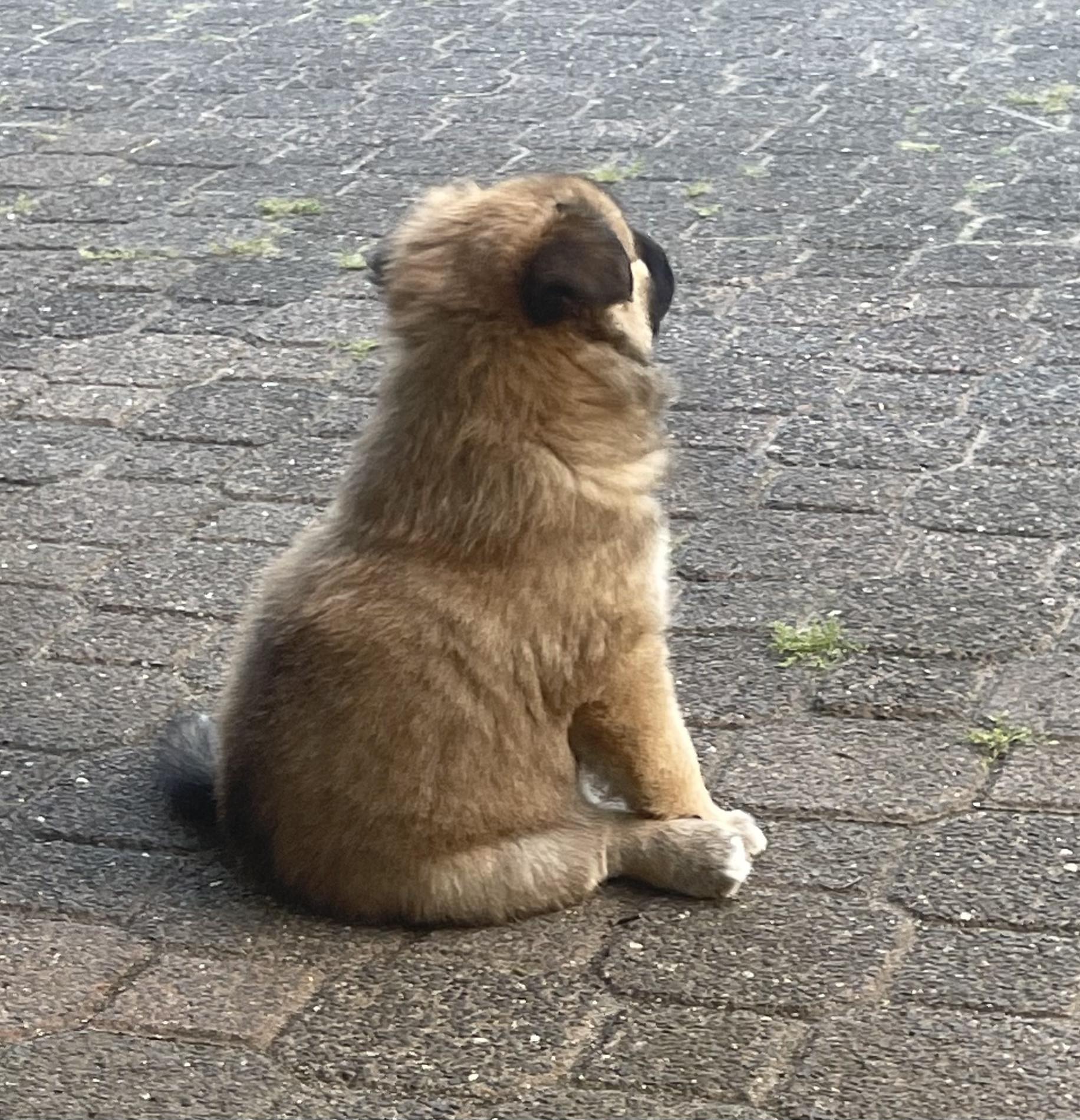 Ik mediteer IJslandse Hond Stjarna en pupje 2025