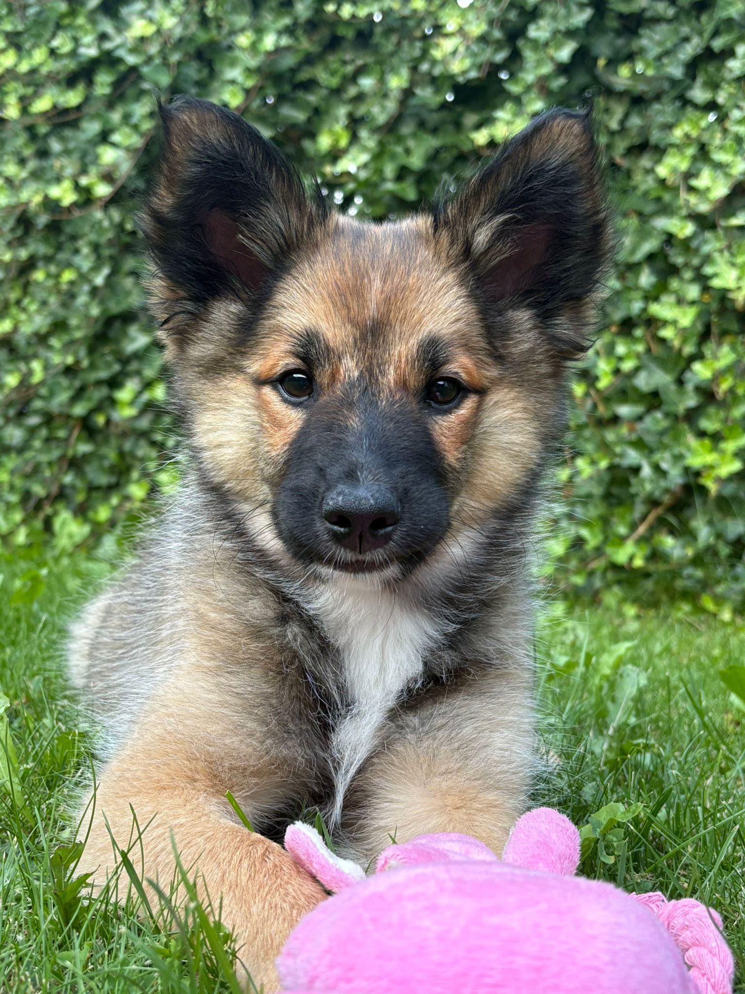 IJslandse Hond Stjarna en pupje 2025