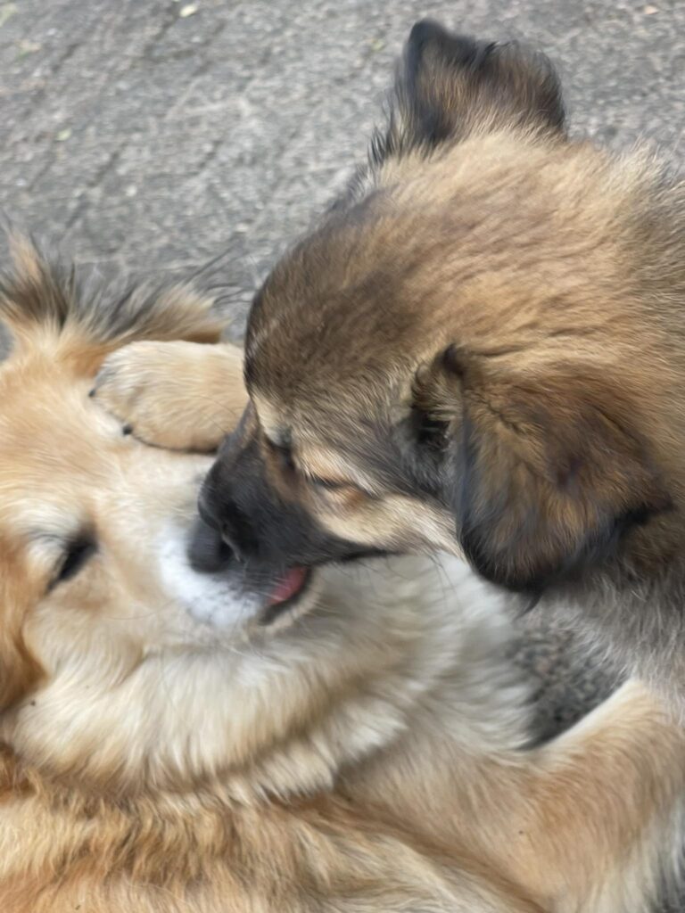IJslandse Hond Stjarna en pupje 2025