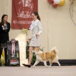 28th Ambiorixtrofee Belgium Icelandic Sheepdog