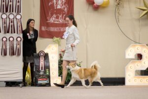 28th Ambiorixtrofee Belgium Icelandic Sheepdog