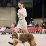 28th Ambiorixtrofee Belgium Australian Shepherd