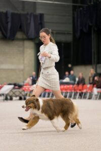 28th Ambiorixtrofee Belgium Australian Shepherd