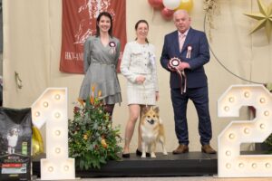 28th Ambiorixtrofee Belgium Iclendic Sheepdog