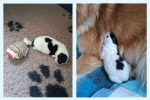 IJslandse Hond Pupje van Kolla