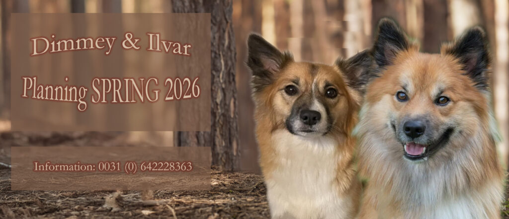 Ilvar x Dimmey IJslandse Honden