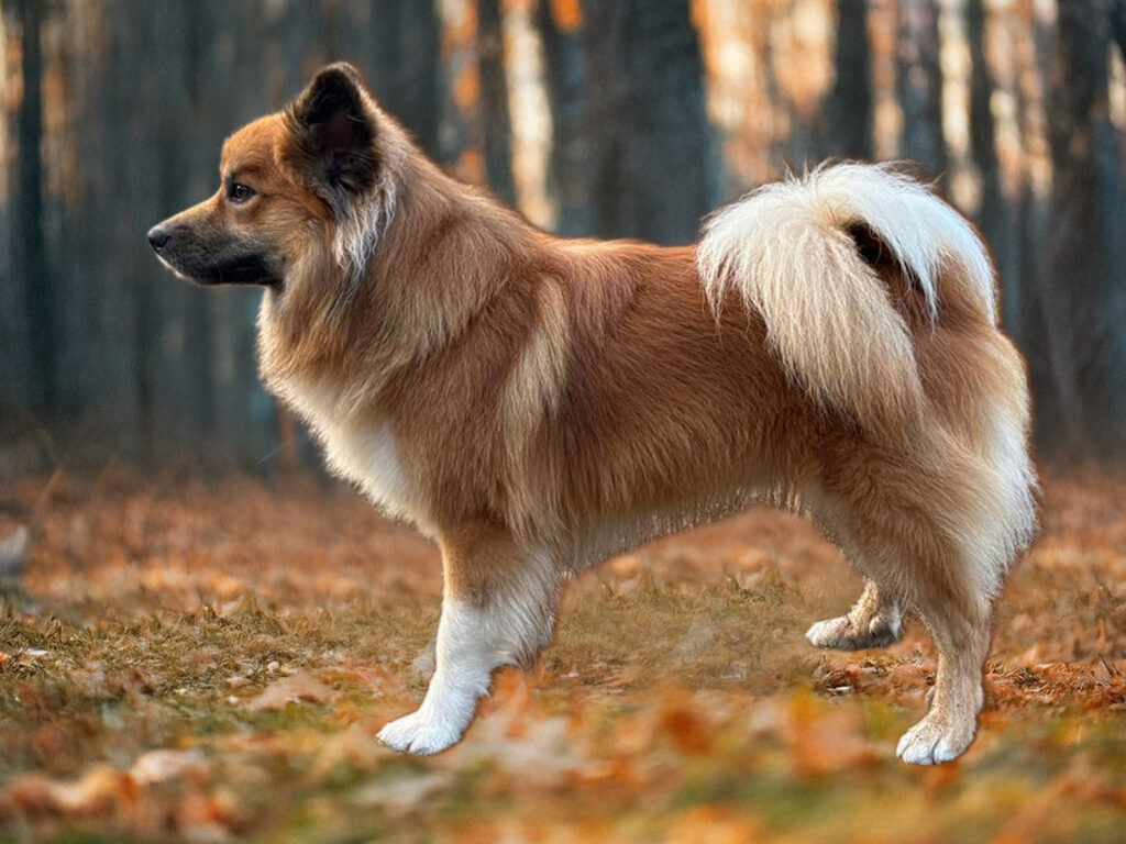 Ilvar Gantisson vom Feinasberg