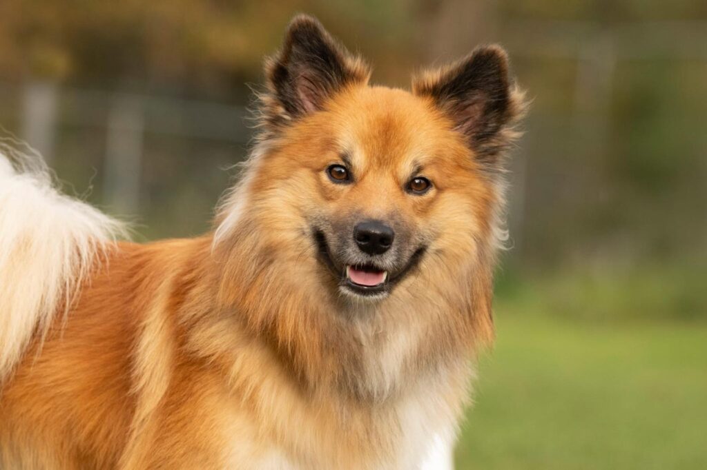 Ilvar Gantisson vom Feinasberg