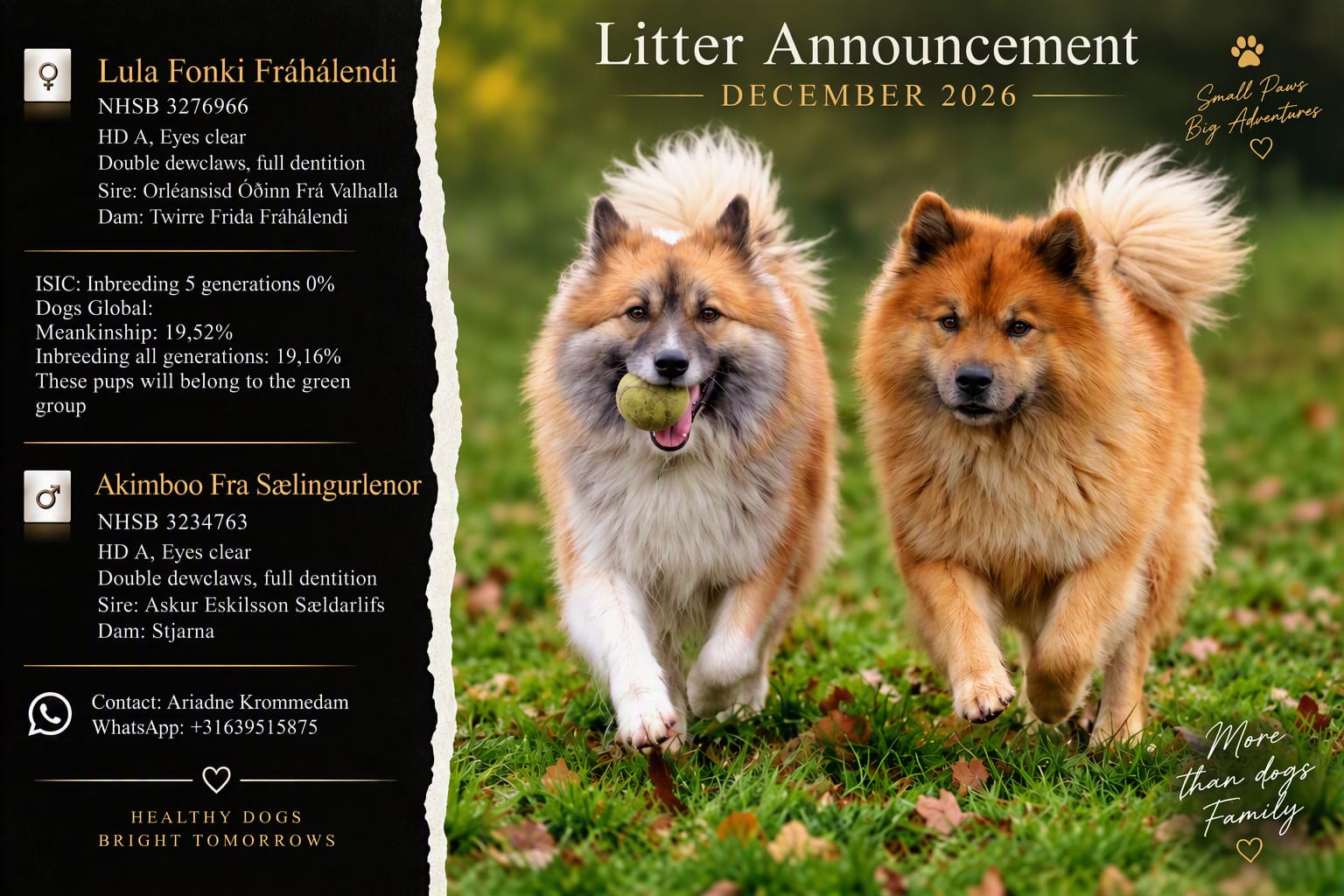 Aankondiging nest IJslandse Honden pups van Lula
